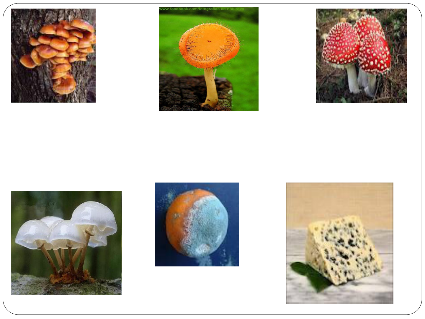 Reino Fungi Ceb