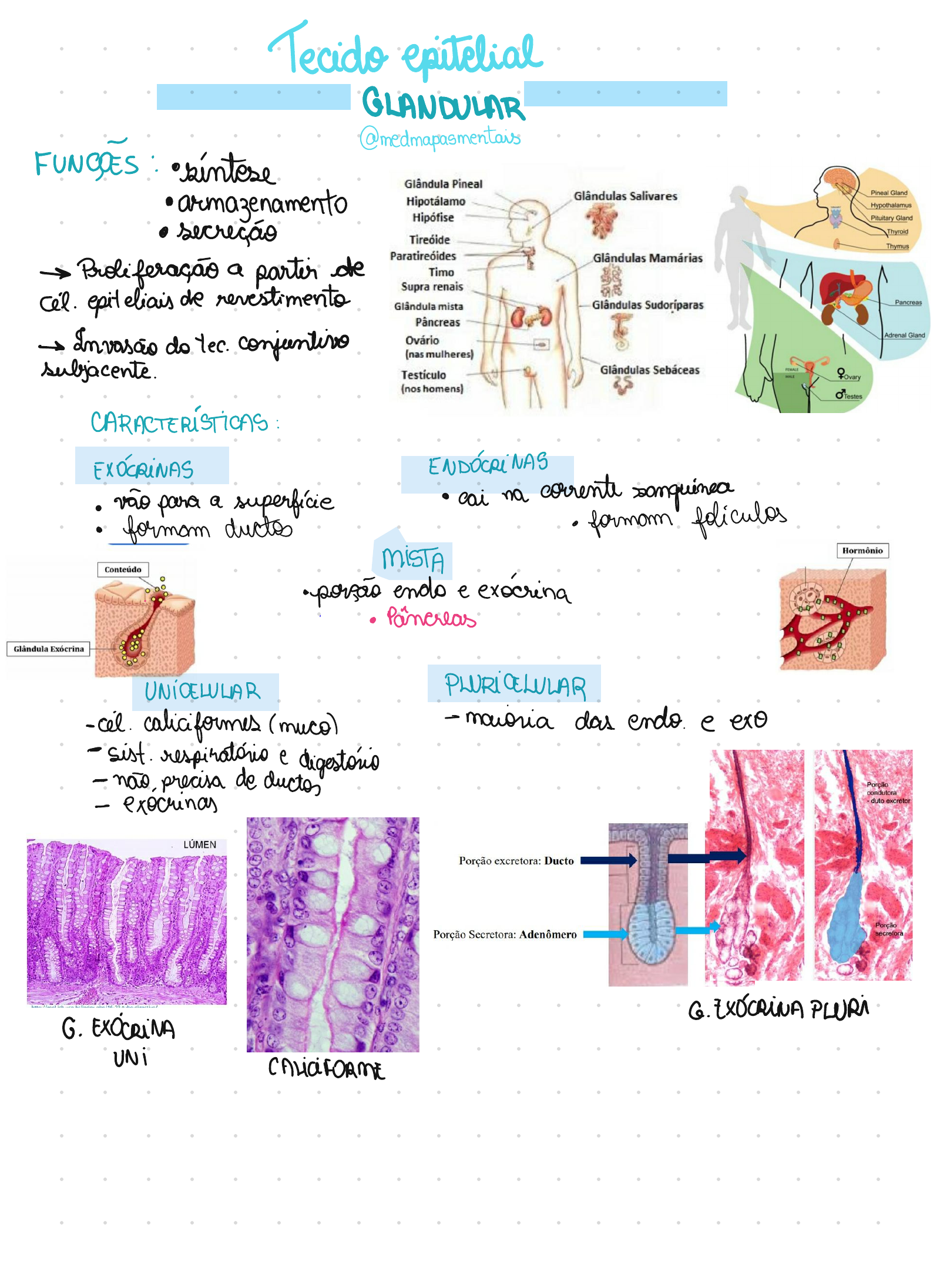 Tecido Epitelial Glandular Histologia I