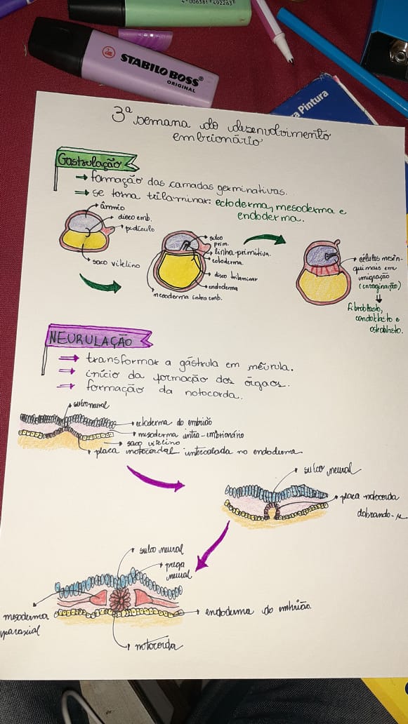 Mapa Mental Ciclo Mentrual Histologia E Embriologia T Vrogue Co