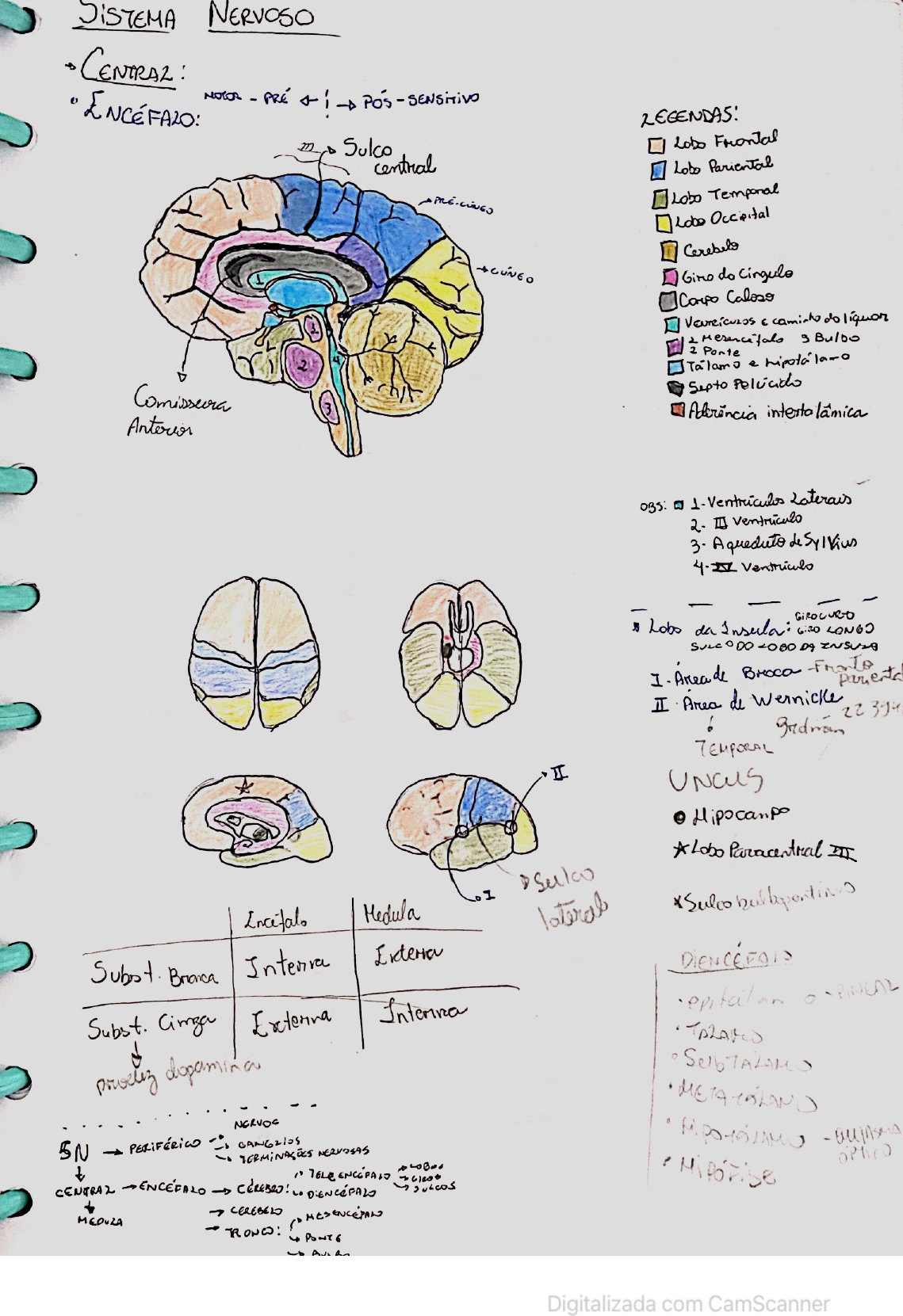 Sistema Nervoso Resumão em desenho Anatomia de Cabeça e Pescoço