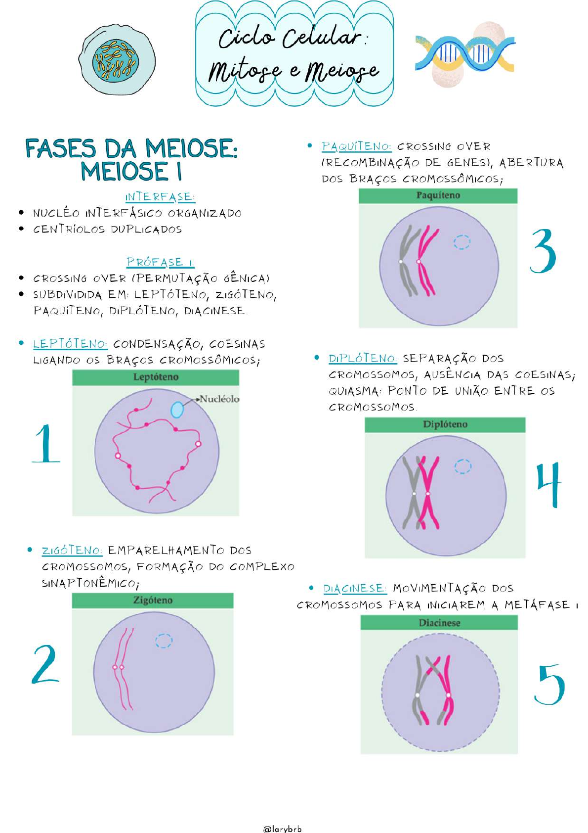 CICLO CELULAR MEIOSE E MITOSE Biologia