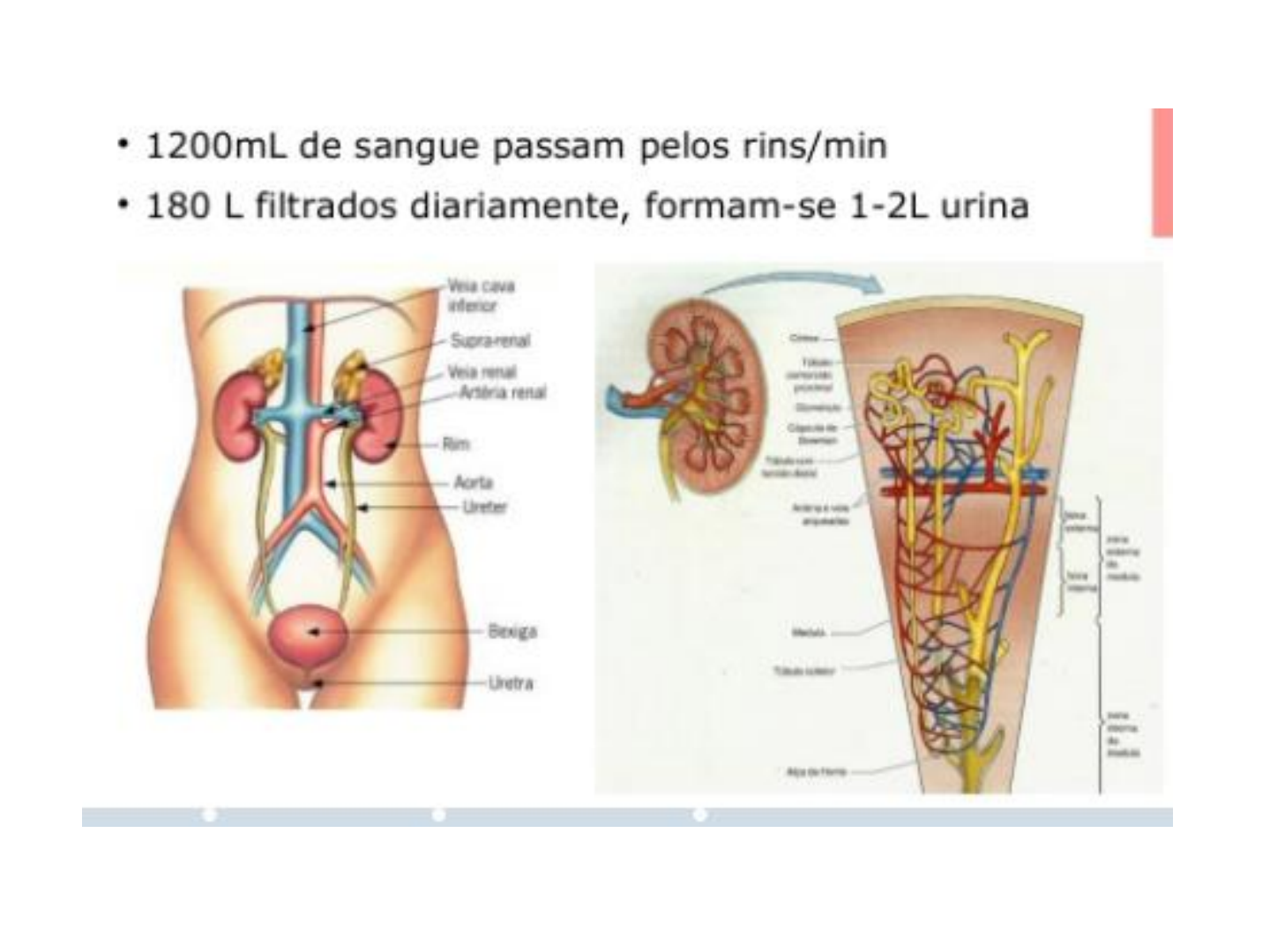 AULA EXAME URINA ROTINA Líquidos Corporais