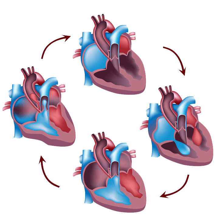 Ciclo Card Aco Fisioterapia Cardiovascular