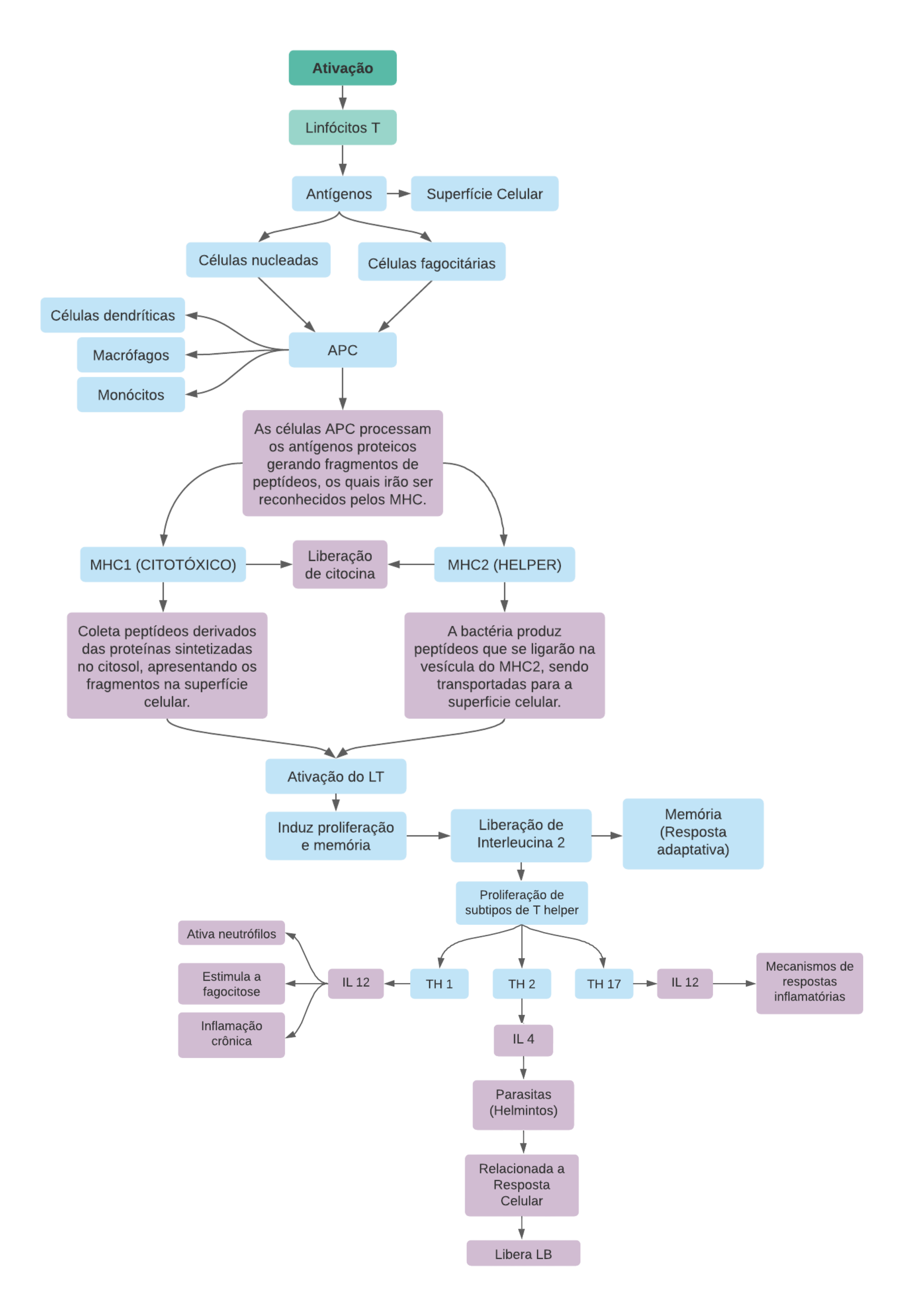 Mapa Mental Ativa O Linf Cito T Imunologia Veterin Ria