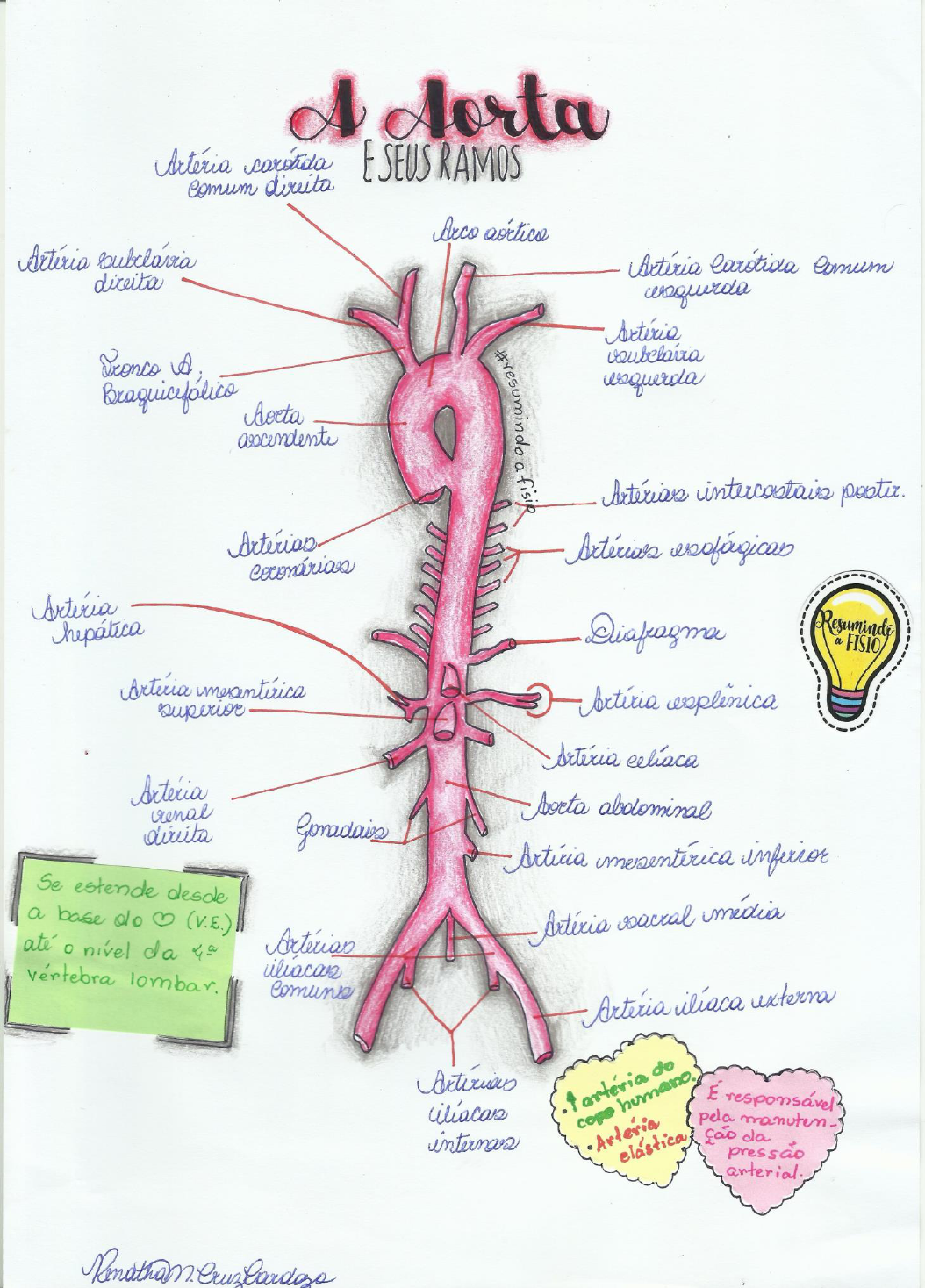 ANATOMIA Da Aorta Fisioterapia