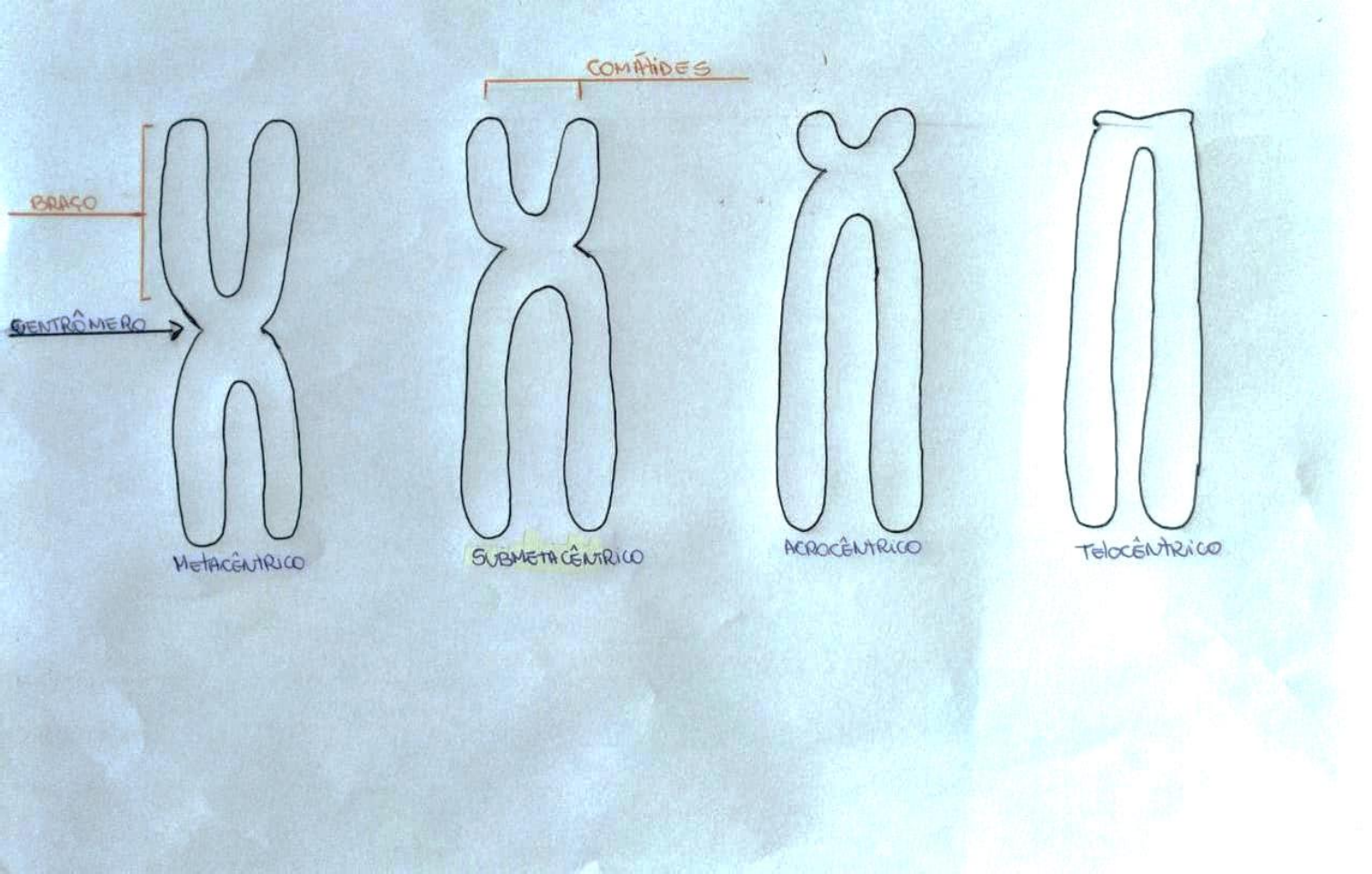 CLASSIFICAÇÃO DOS CROMOSSOMOS CETRÔMERO Biologia