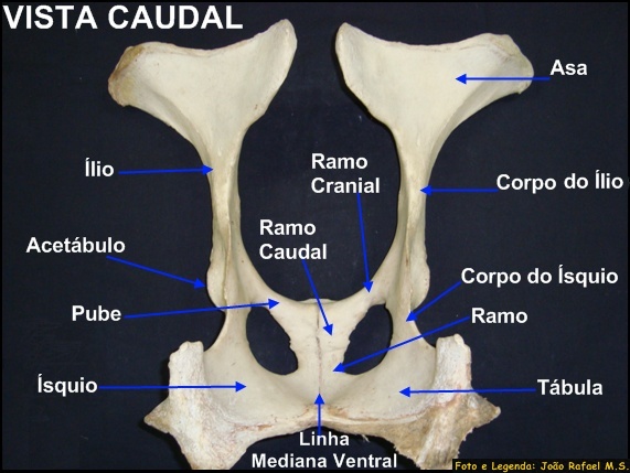 Memb Pélv Quadril 33 Anatomia Veterinária I