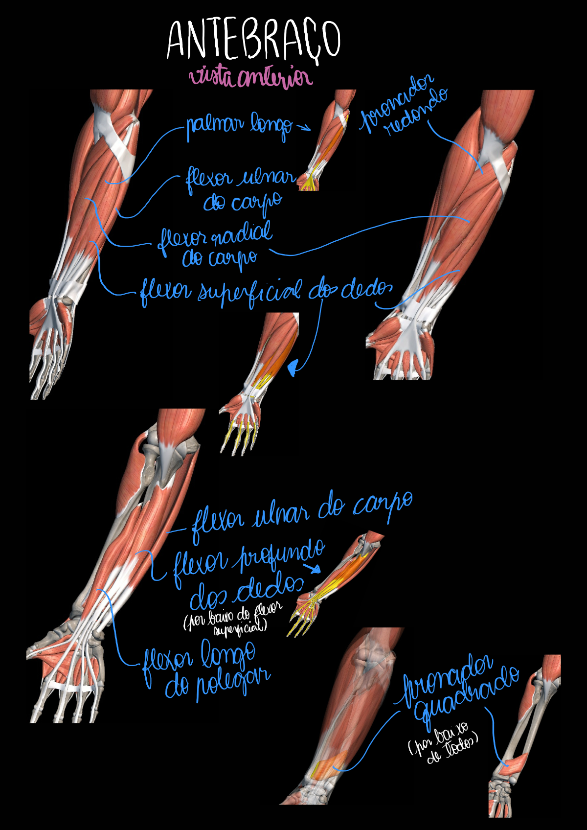 Músculos dos Membros Superiores Anatomia Humana I