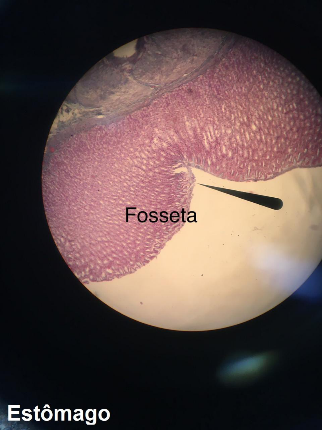 Preparação De Lamina Histologia BRAINCP