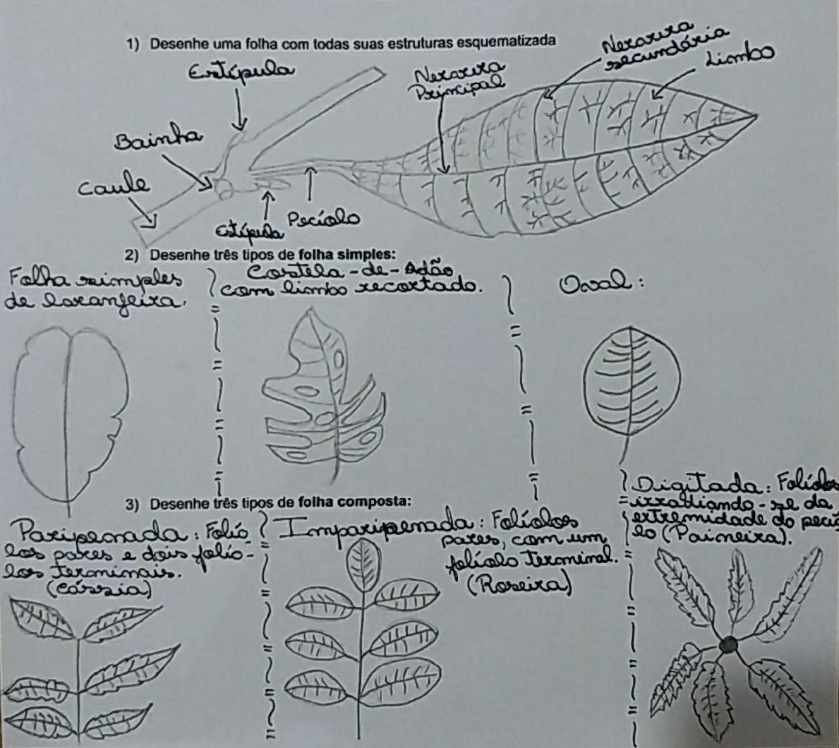 Relatório Biologia Vegetal Tipos de folhas Biologia Vegetal II