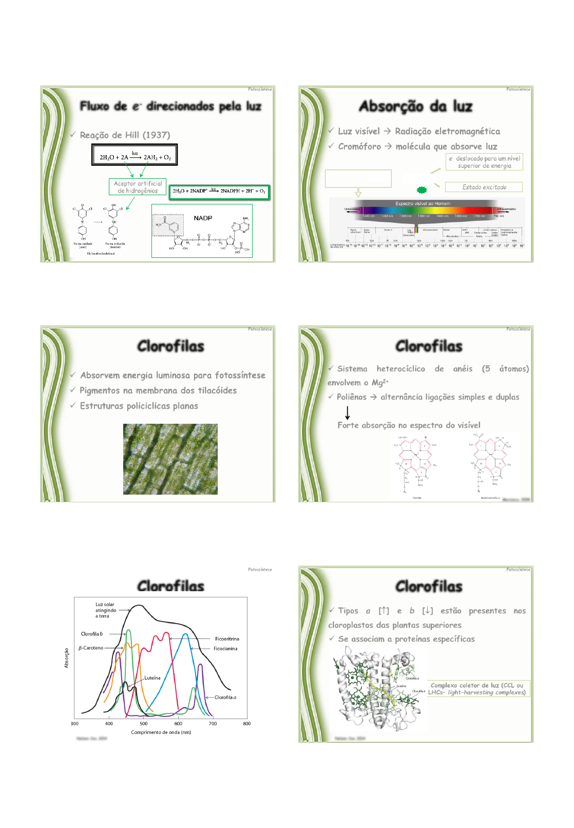 Aula Fotossintese Rea Es Luminosas E Ciclo De Calvin Bioqu Mica I