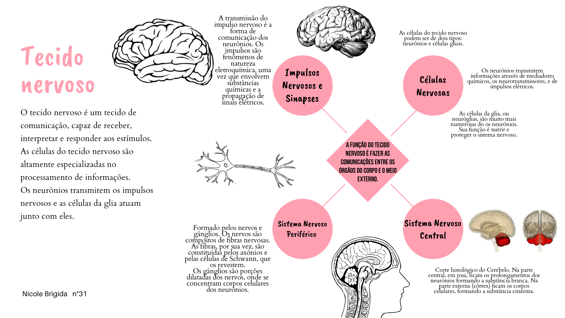 Mapa Mental Tecido Nervoso Biologia