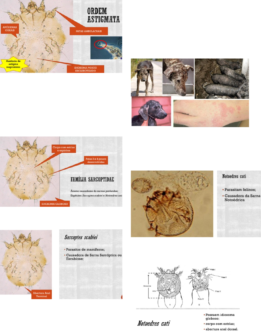 Caros Indutores De Sarnas Parasitologia Veterin Ria