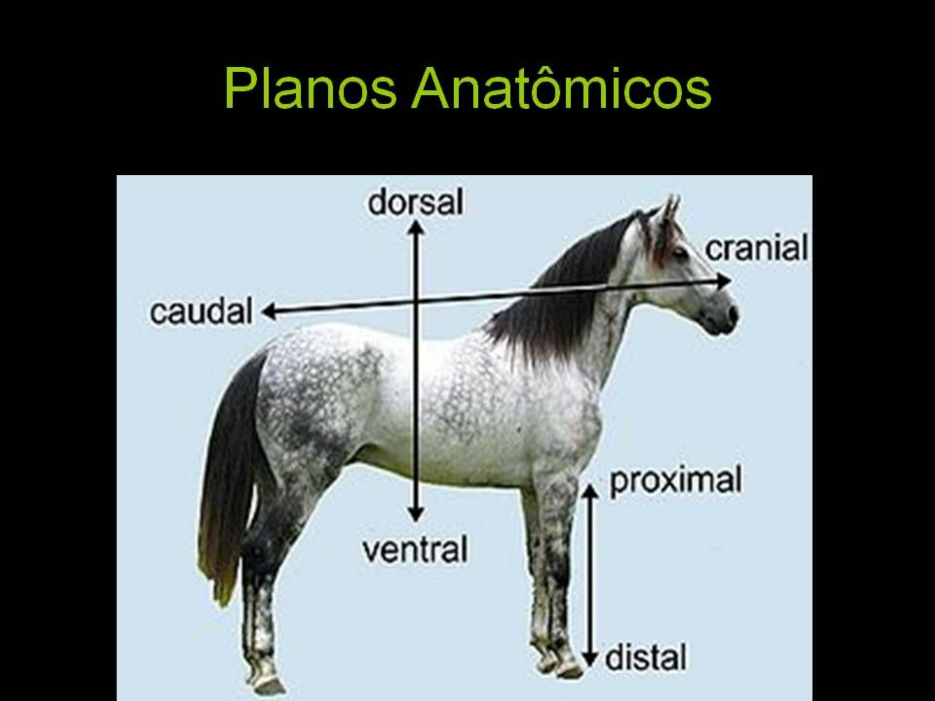 Planos Anatômicos Morfologia Veterinaria I