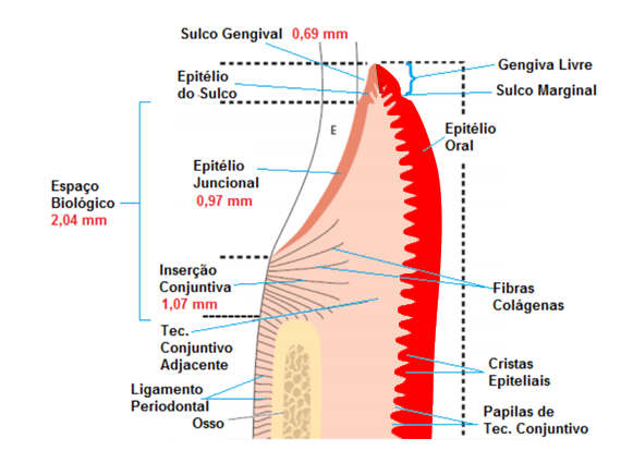 Anatomia Do Periodonto Periodontia