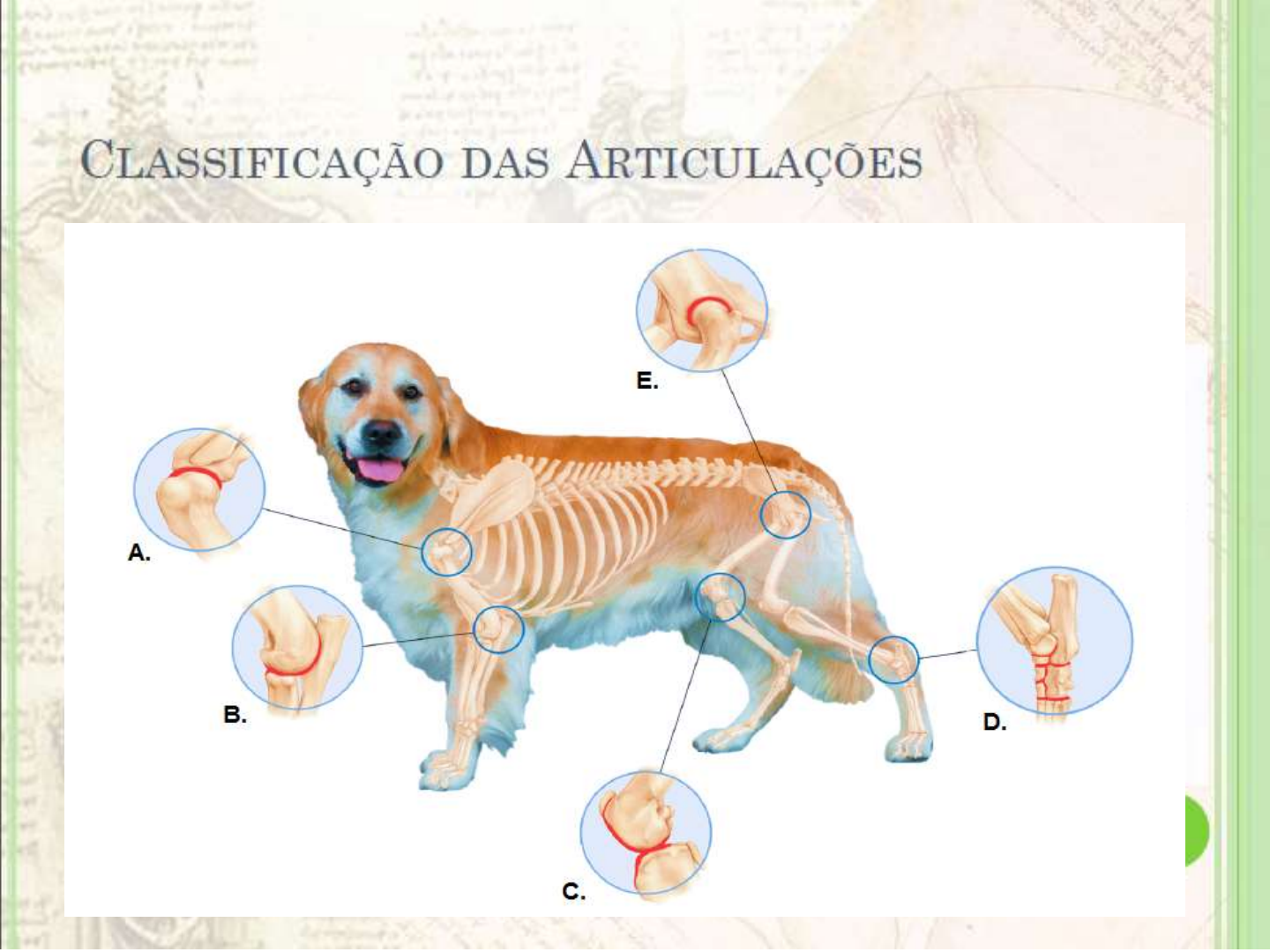 AULA 4 ARTROLOGIA Anatomia Veterinária I