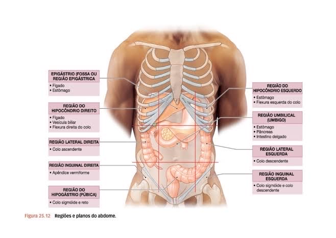 regiões e planos do abdome Anatomia Humana I