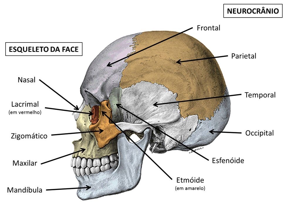 Odontologia morfo cabeça e pescoço Odontologia Geral