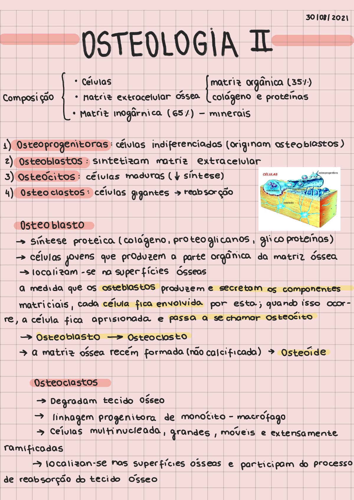 Resumo Osteologia Ii Processos Microsc Pios Medicina Veterin Ria