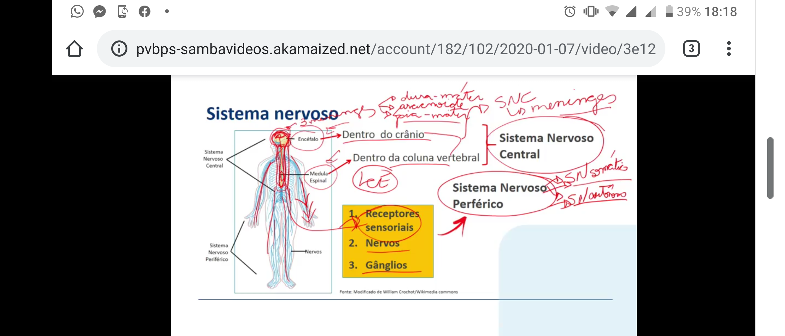 Sistema Nervoso Ciencias Morfofuncionais Dos Sistemas Nervoso E