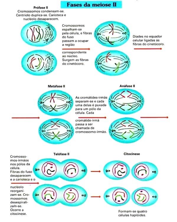 MEIOSE Biologia