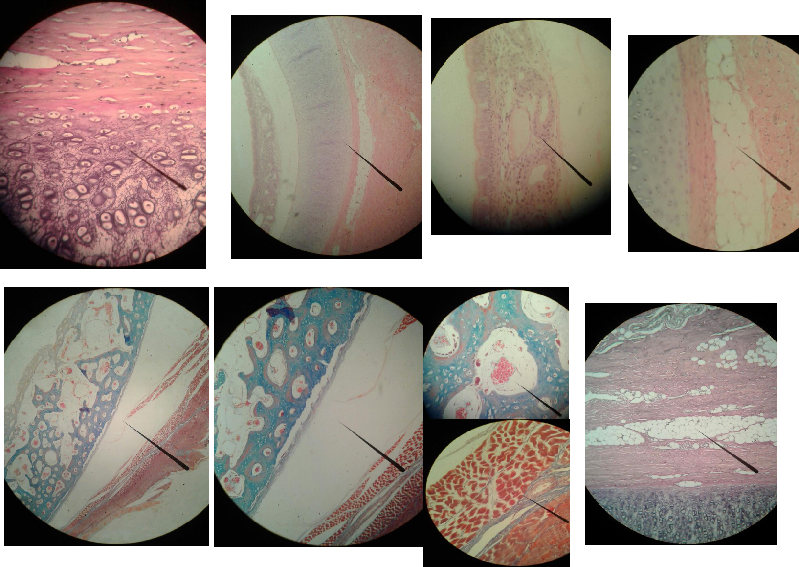 Histologia Estrutura E Fun O Anatomia Papel E Caneta Hotmart The Best