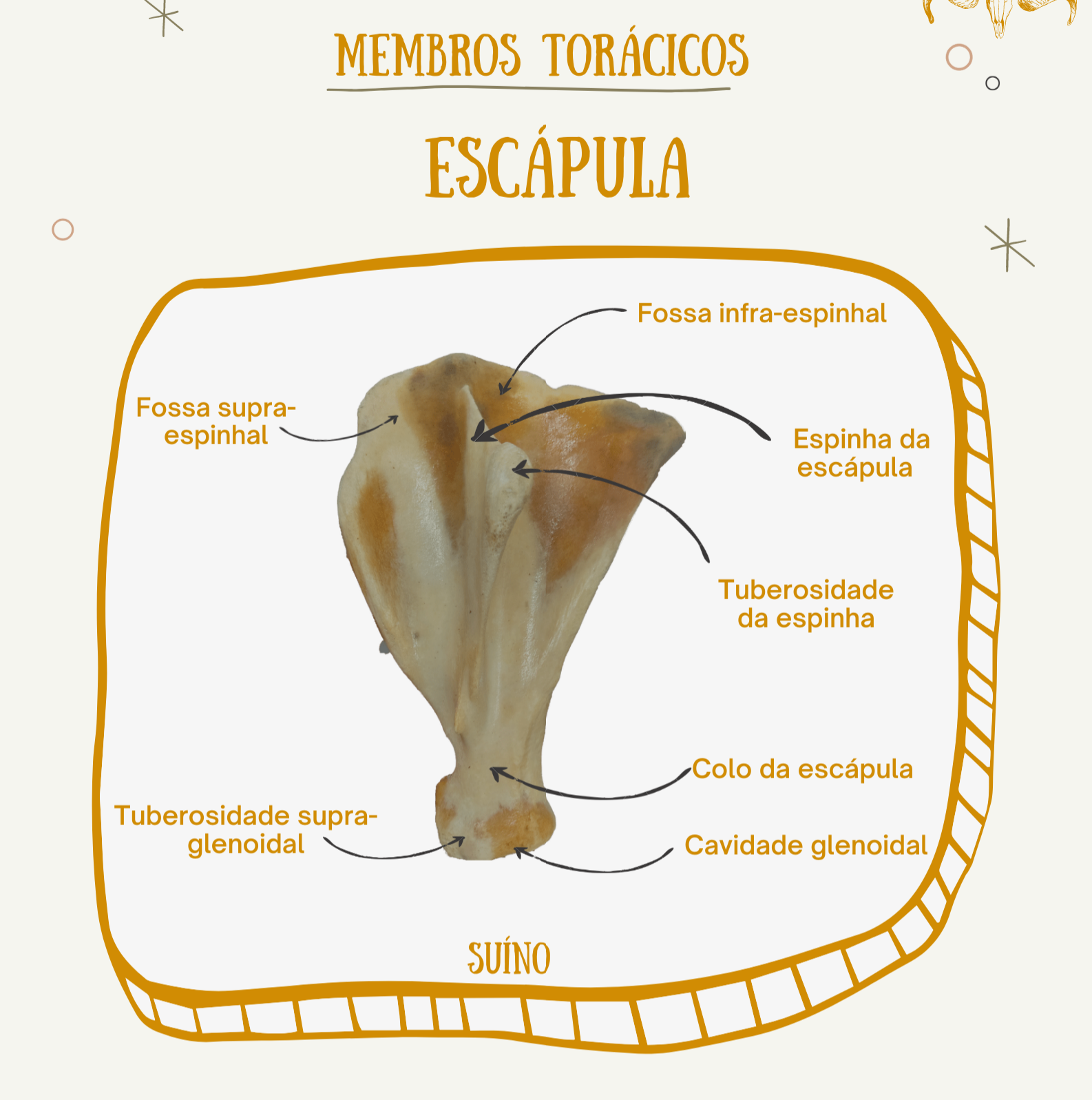 Escápula Suíno Anatomia Veterinária I