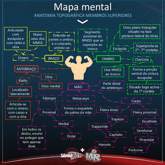 mapa mental Anatomia Palpatória