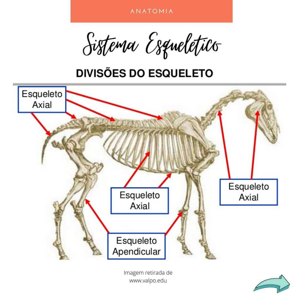 Anatomia Dos Animais Dom Sticos I Apostila Visual Anatomia