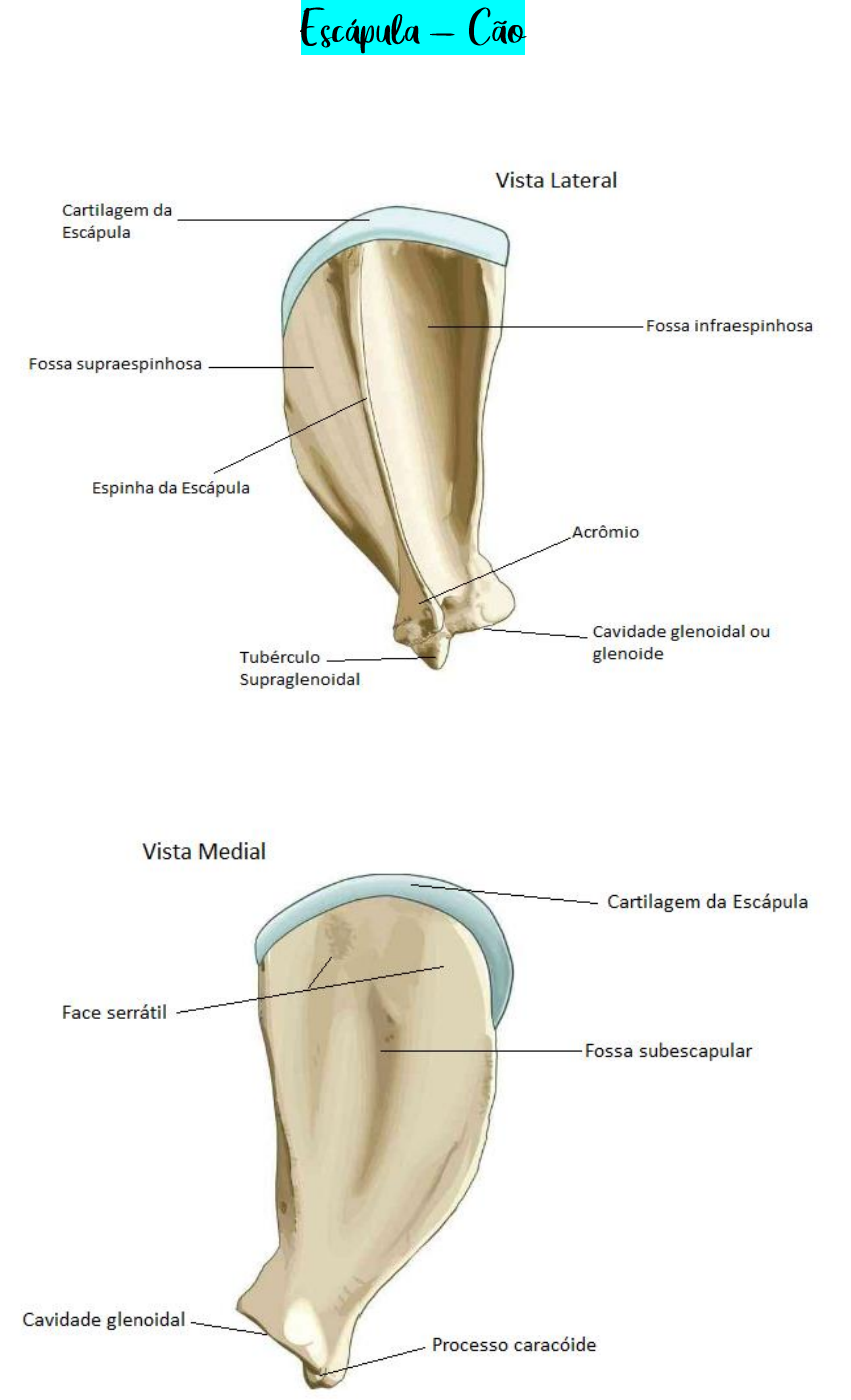 Esc Pula Canina Anatomia I