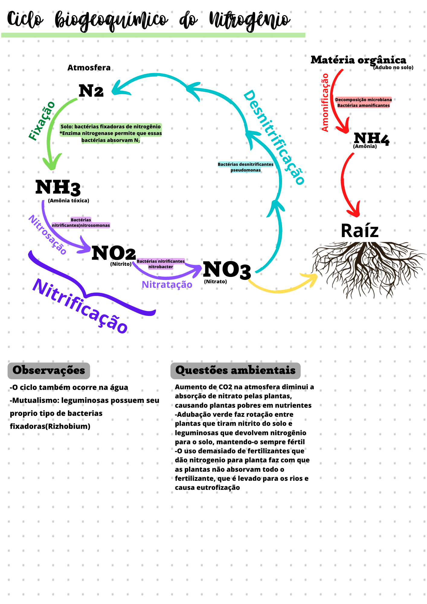 Ciclo biogeoquímico do Nitrogênio Enem