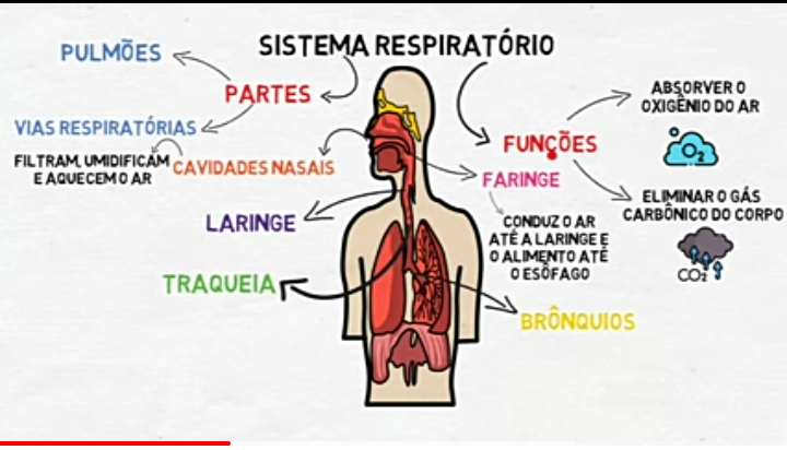 Mapa Mental Sa De Do Idoso