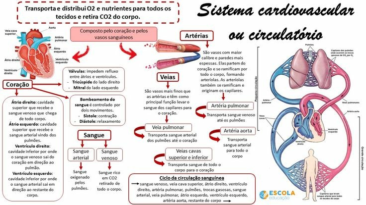 SISTEMA CARDIOVASCULAR MAPA MENTAL Fisiologia Humana I