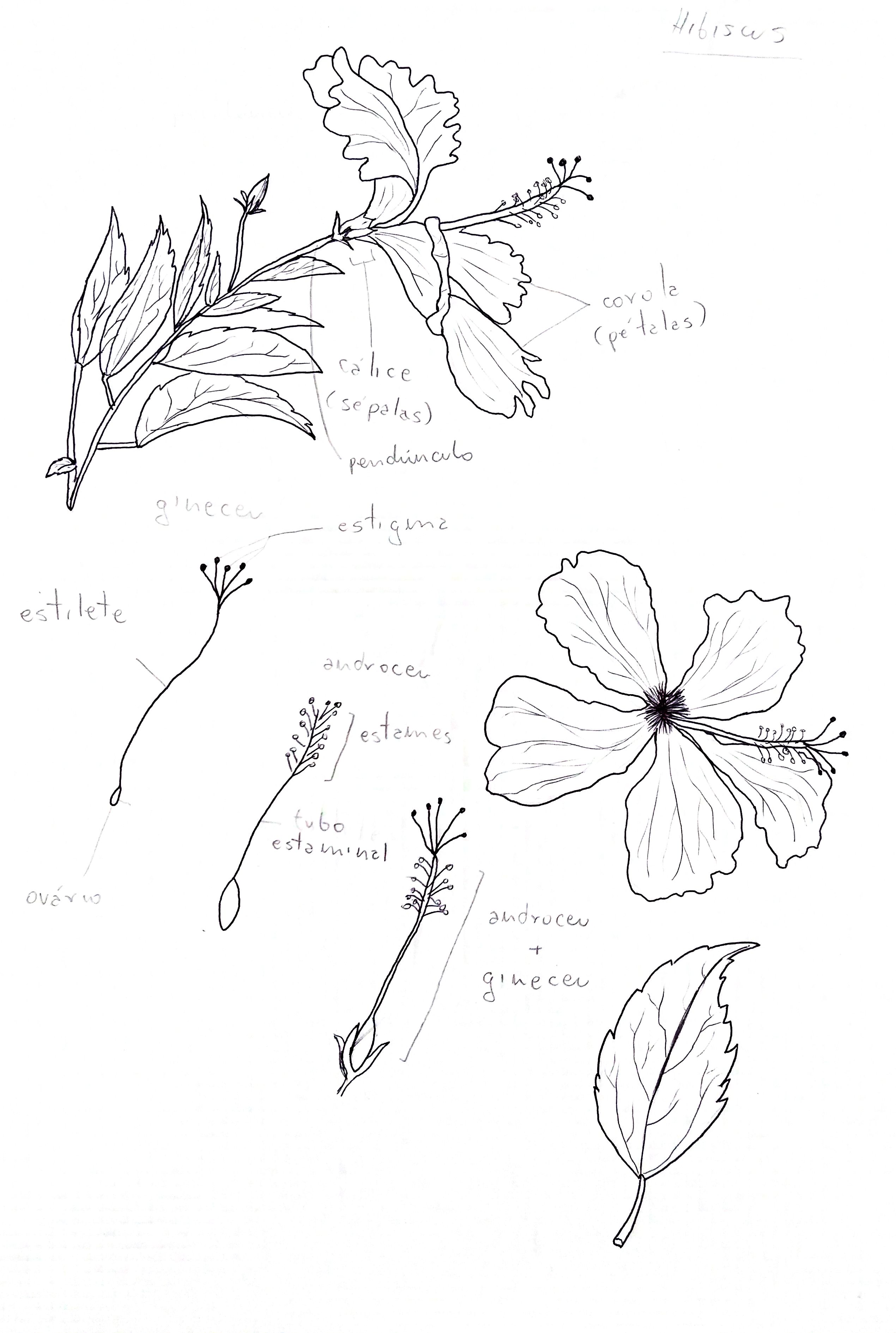 Aprender sobre 113 imagem como é a flor de hibisco br thptnganamst