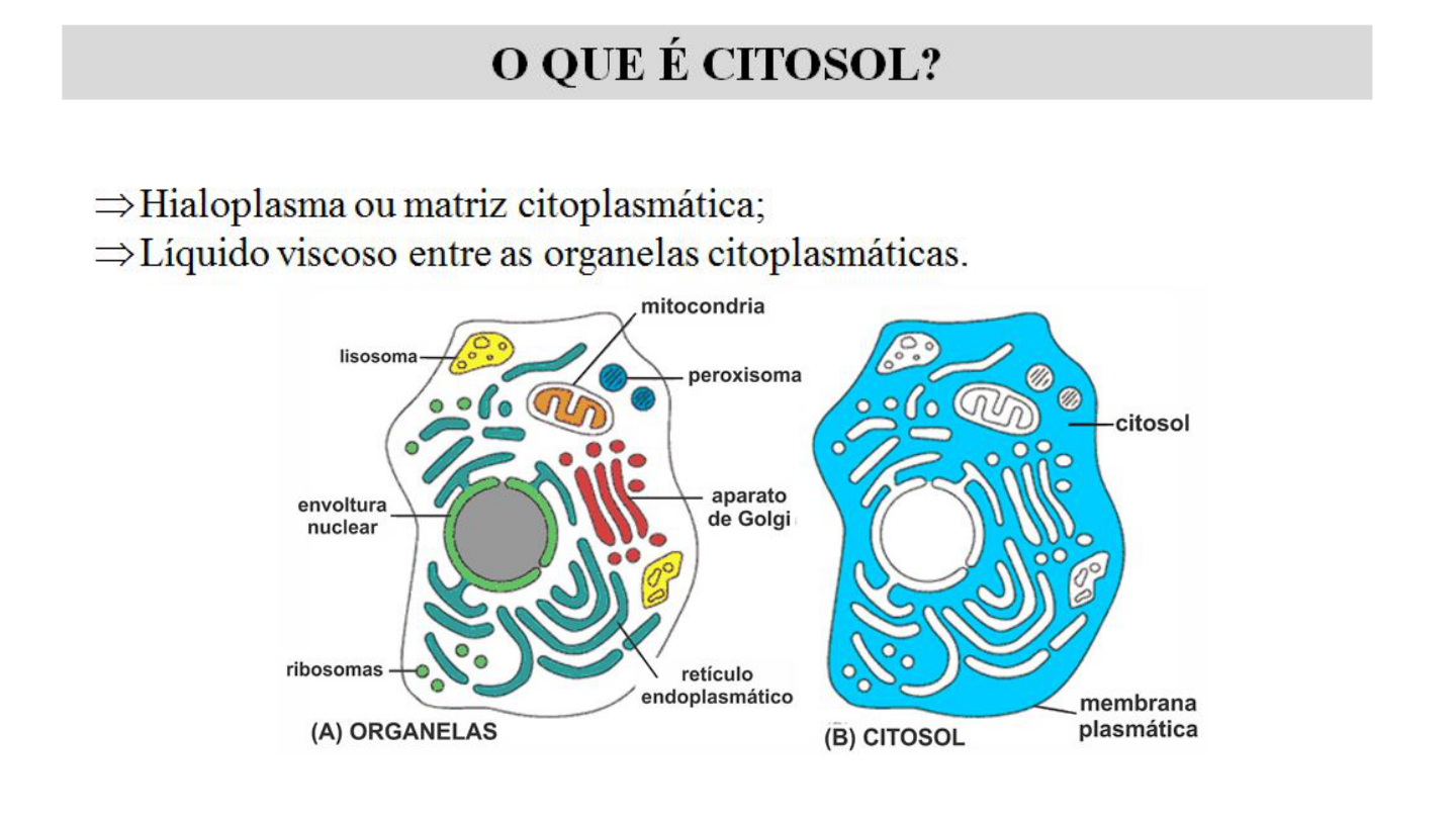 Citosol Biologia Celular