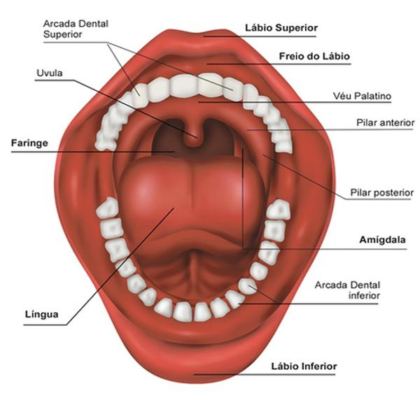 ANATOMIA DA BOCA Anatomia I