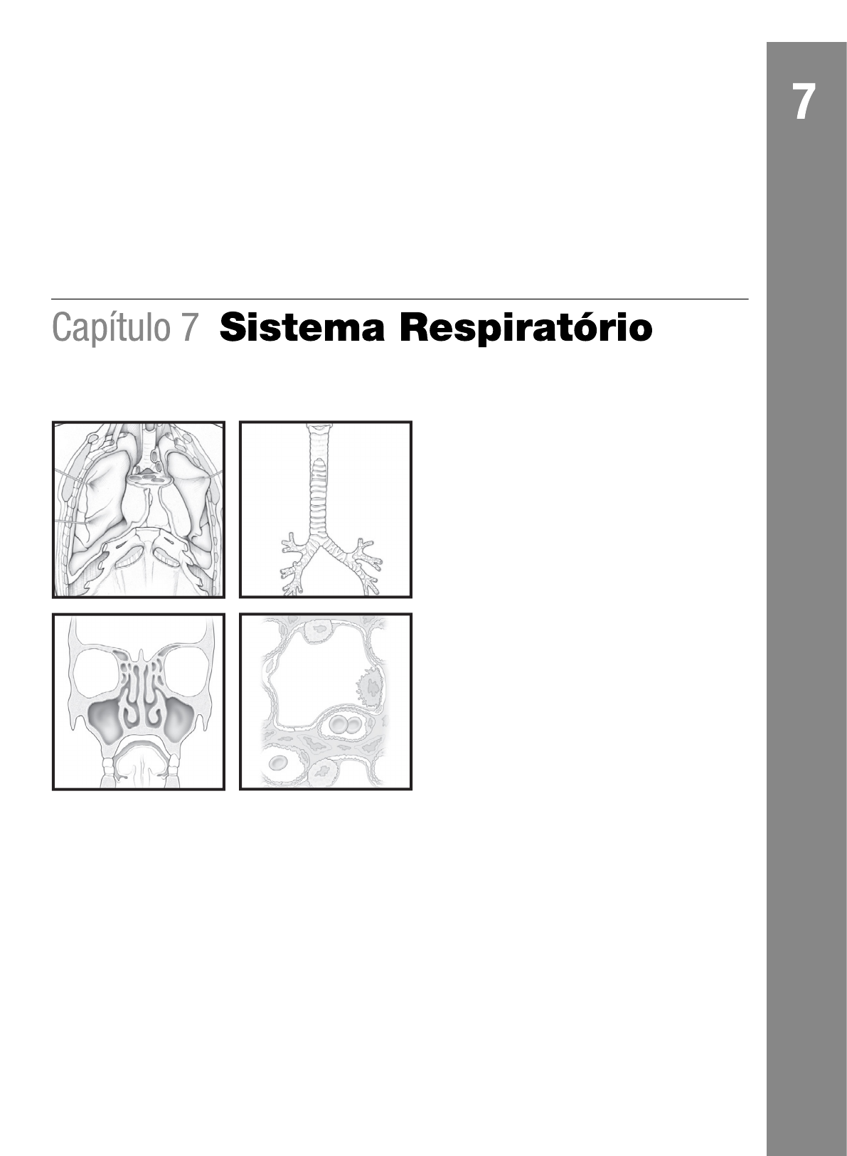 Sistema Respirat Rio Para Colorir Anatomia Sist Mica