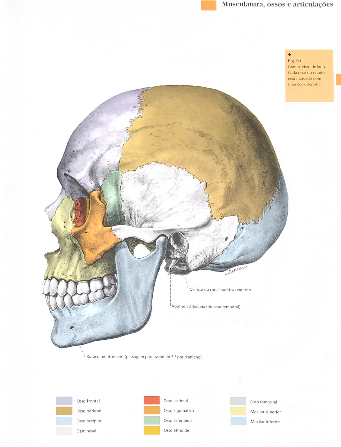 Musculatura Ossos E Articulacoes Odontol Gica