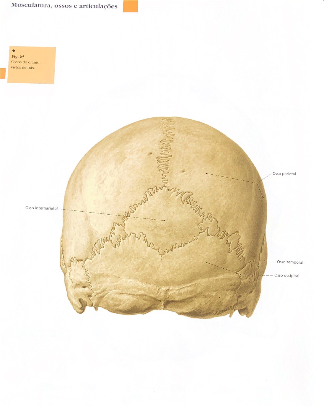 Musculatura Ossos E Articulacoes Odontol Gica