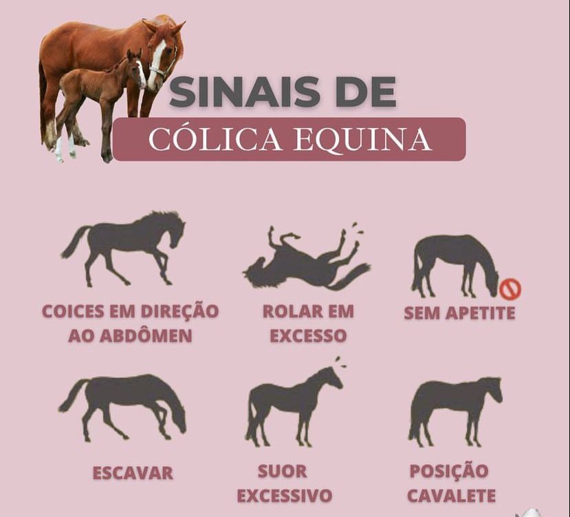 sinais de cólica equina Semiologia de Grandes Animais