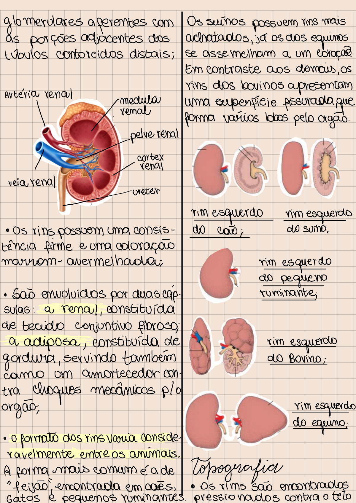 Sistema urinário vet Histologia Veterinária