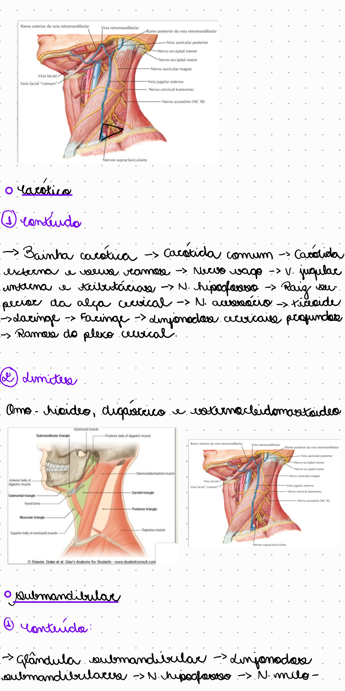 Trígonos do pescoço Anatomia II