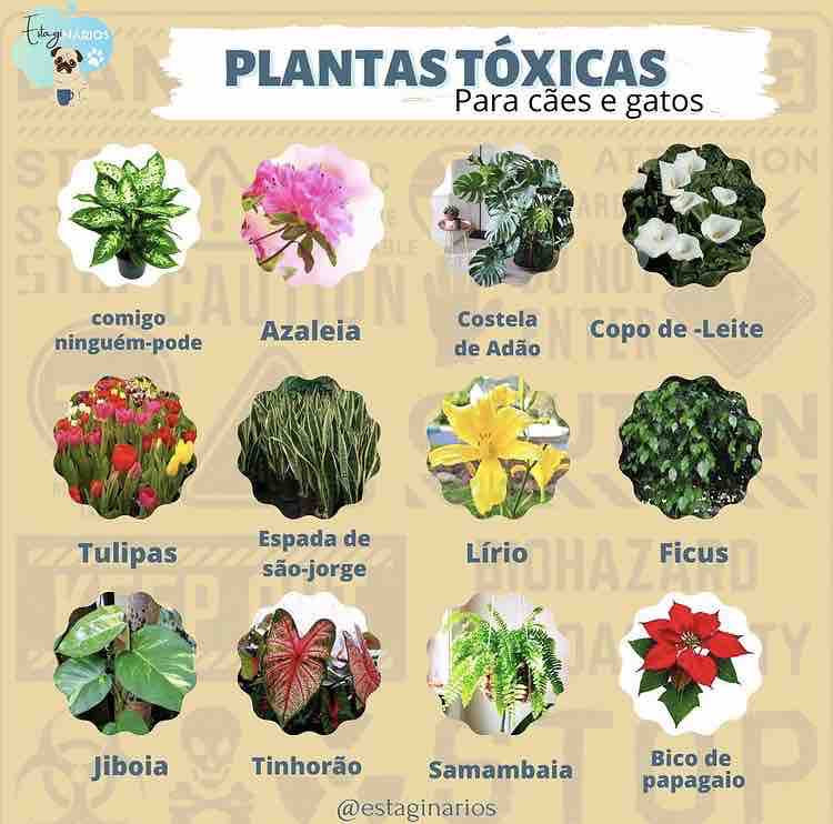 Plantas T Xicas Toxicologia