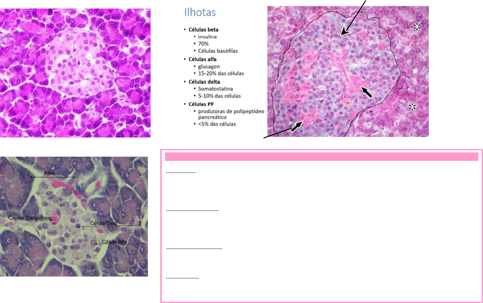 Histología Del Páncreas Células Alfa