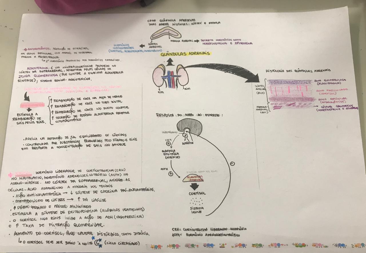 Mapa Mental Do Sistema Renal Photos And Vectors