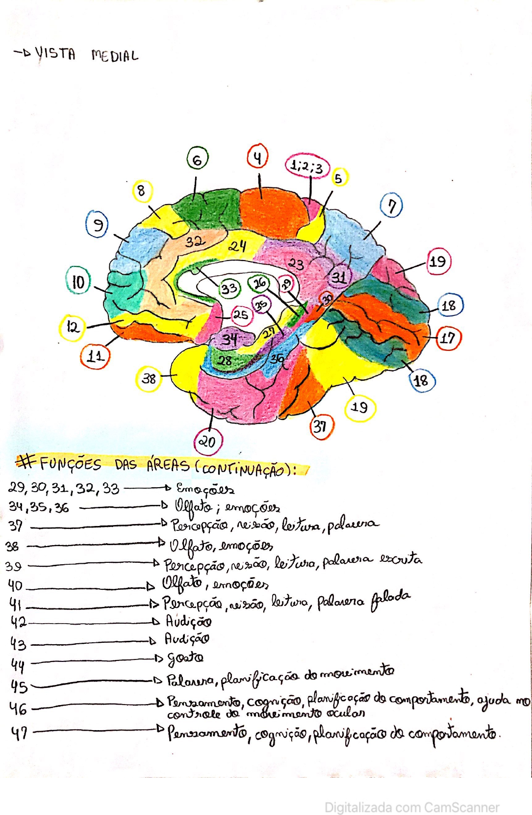 Neuroanatomia áreas de brodmann e suas funções Anatomia I