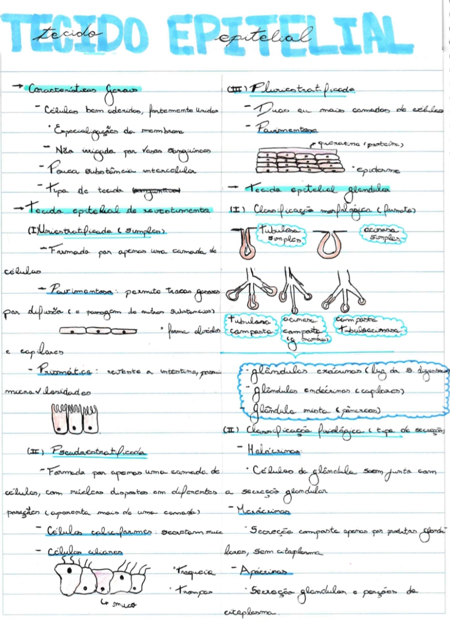 Tecido Epitelial Biologia