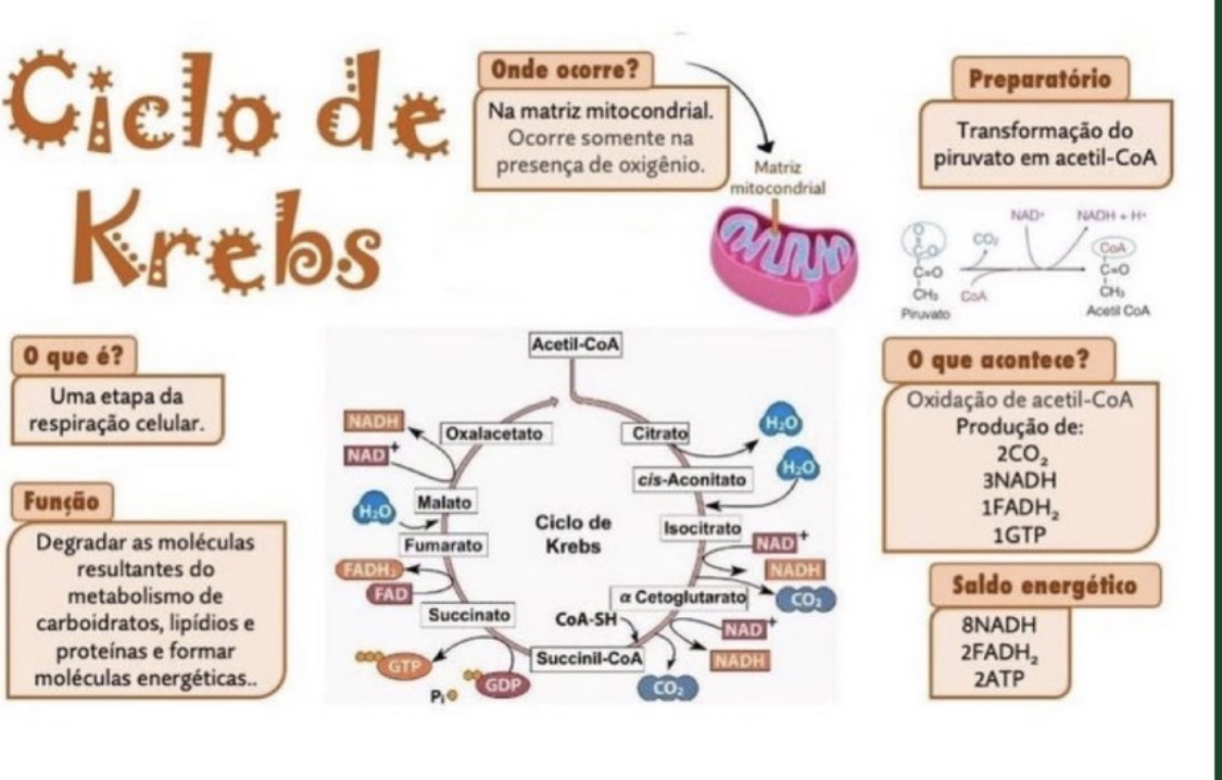 Ciclo De Krebs Citologia B Sica