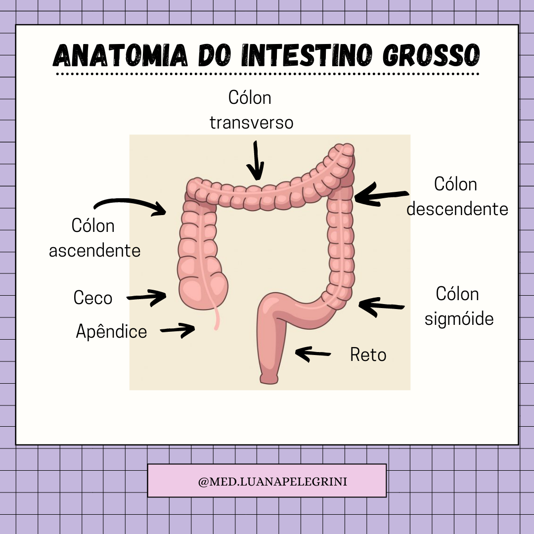 Anatomia Do Intestino Grosso Anatomia Humana I