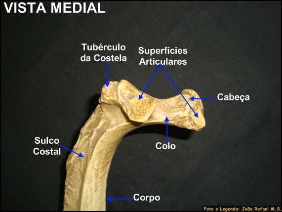 Costelas Bovino 89 Anatomia Veterinária I